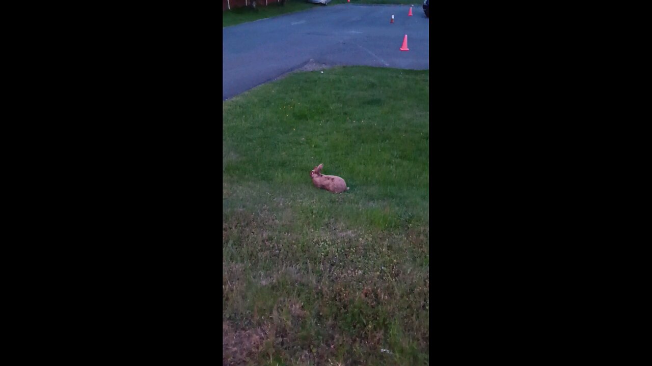 2 CUTE BUNNIES 🐰