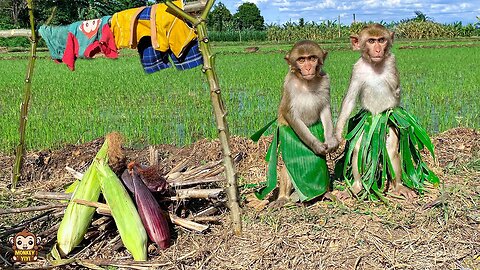 YiYi takes YinYin to harvest corn to sell at the market and then