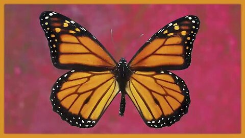 "Unveiling the Truth: Greg Reese on Trauma-Based Mind Control Strategies"
