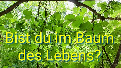 Jesus der wahre Weinstock