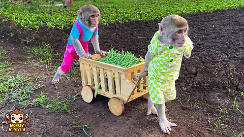 YiYi and YinYin's clever moments pulling a cart to harvest vegetables to sell to buy food