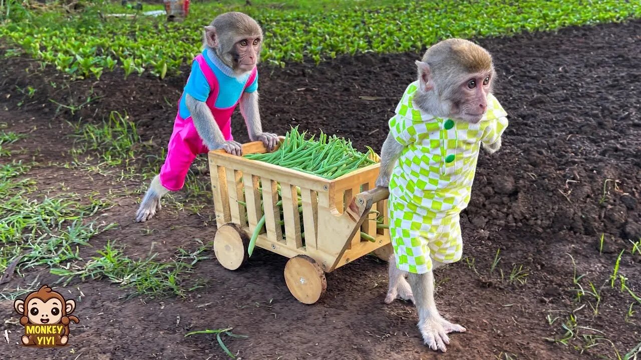 YiYi and YinYin's clever moments pulling a cart to harvest vegetables to sell to buy food