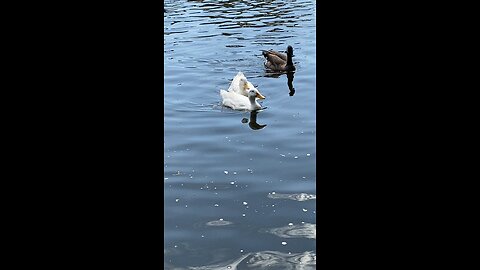 Peking Ducks 🦆 & Canada Goose 🪿 #followme #pekingducks #shorts #canadagoose