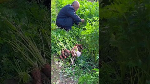 Grandpa pulled radishes for the little rabbit. Pastoral cute pet. Rabbit cute pet debut plan.