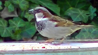 IECV NV #803 - Male House Sparrow Eating Seeds 4-4-2019