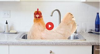 They are cooking dinner. She said "Wash the chicken". So he did. 🤣🤣🤣 I almost wet my pants