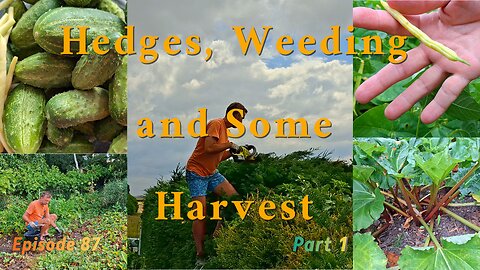 Summer Harvest & Garden Rescue! 🌿 (Part 1) | Tackling Weeds, Hedges & Harvesting