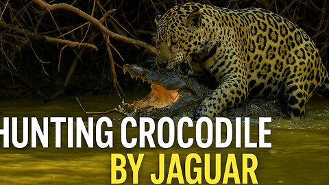 Jaguar Attacks Crocodile – Who Wins This Deadly Battle?