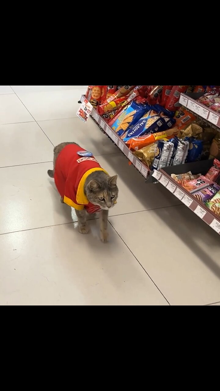 La gata que conquistó un OXXO en México y a todo un barrio