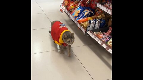 La gata que conquistó un OXXO en México y a todo un barrio