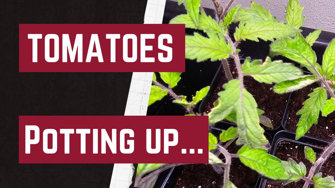 Potting Up Tomatoes