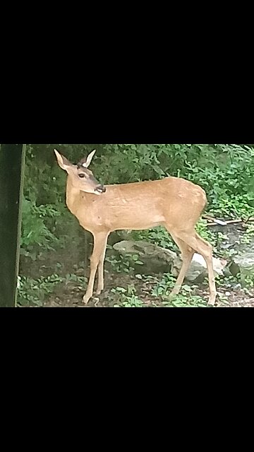 WALKING BY FAITH - DAILY DEVOTIONAL ❤️