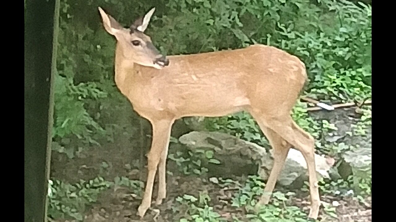 WALKING BY FAITH - DAILY DEVOTIONAL ❤️