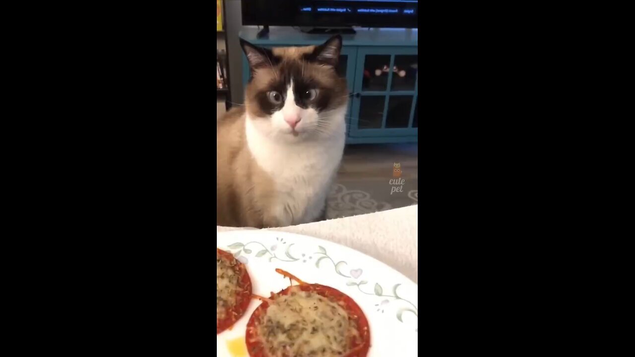 funny cats | try not to laugh 😂