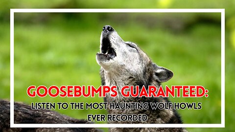 Goosebumps Guaranteed Listen to the Most Haunting Wolf Howls Ever Recorded