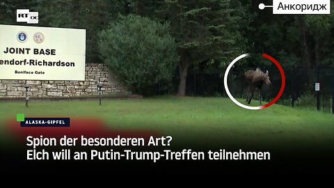Spion der besonderen Art? Elch will an Putin-Trump-Treffen teilnehmen