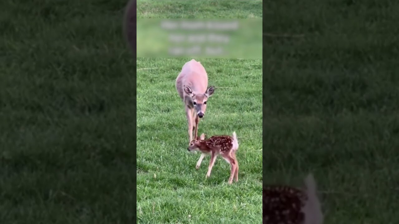 The cat was allowed to go outside and he brought out an unusual friend