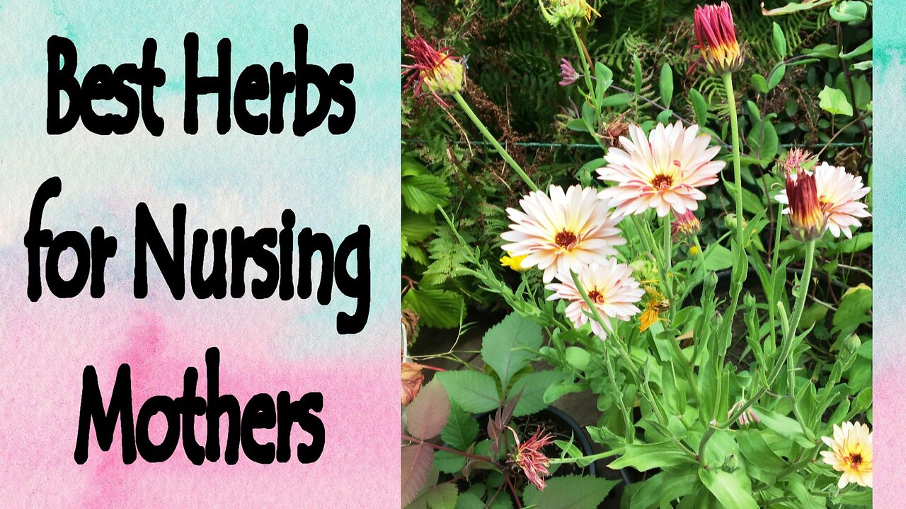 Best Herbs for Nursing Moms