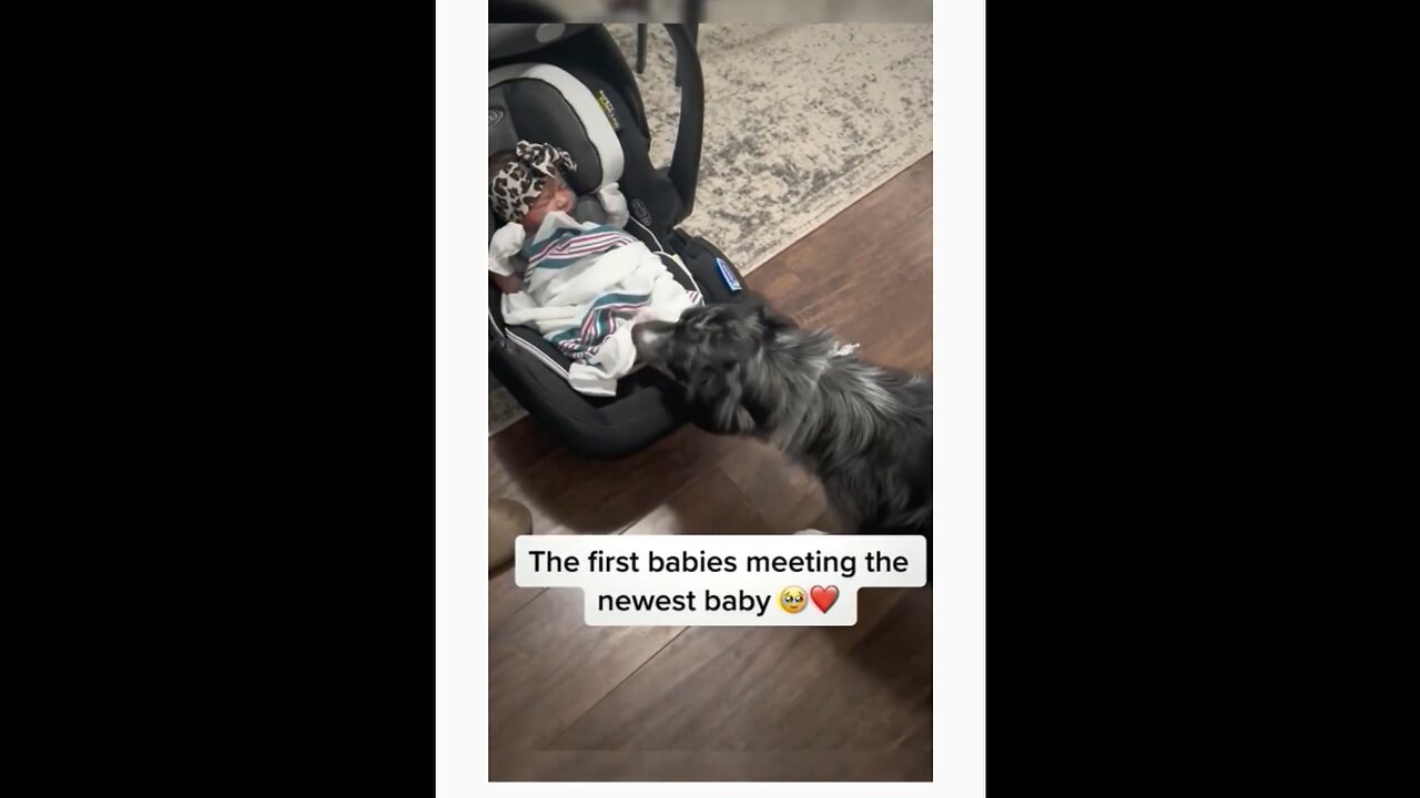 When furry hearts meet tiny toes for the first time 💕🐶👶