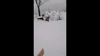 😍😍😘🔥 😍💦 FUNNY Animals and pet's💕😘 😘🔥 💕😘 😍💦 💦