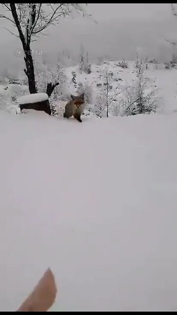 😍😍😘🔥 😍💦 FUNNY Animals and pet's💕😘 😘🔥 💕😘 😍💦 💦