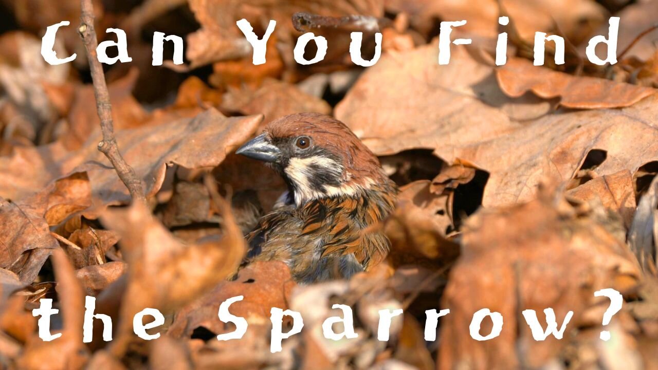 Scared Little Sparrow Hiding Under Fallen Leaves