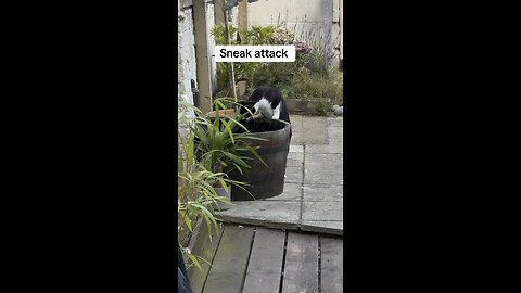 Sneak attack on the cat