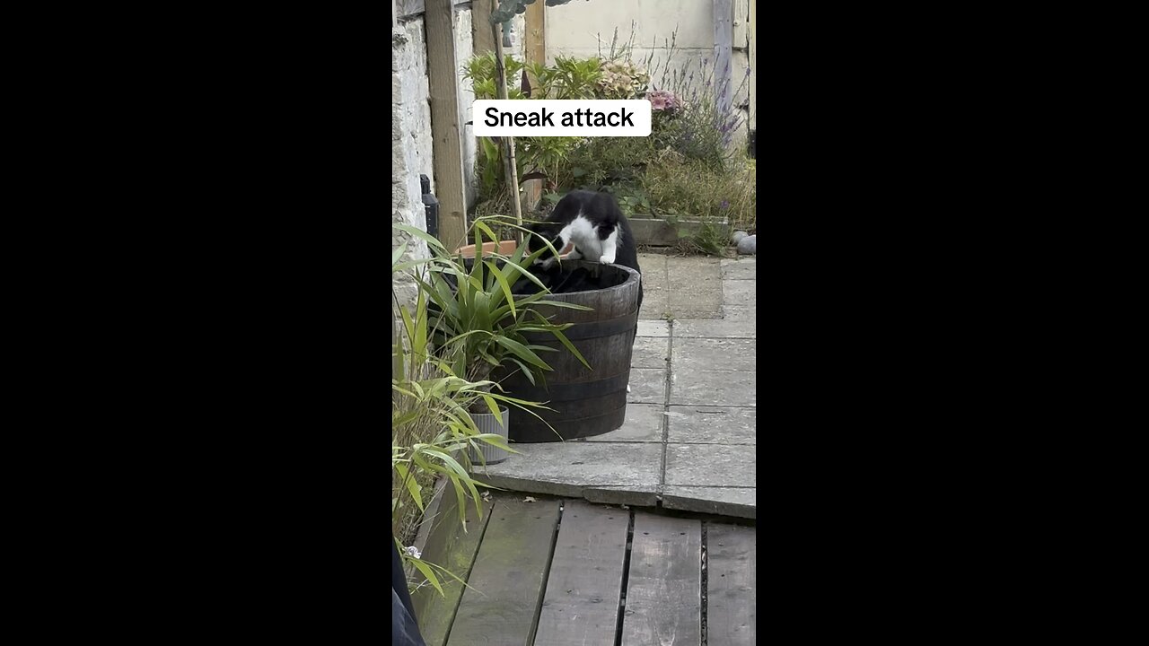 Sneak attack on the cat