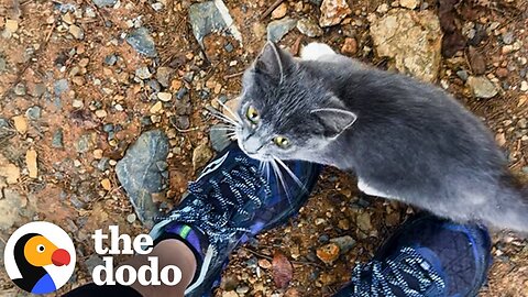 Lost Kitten Is SO HAPPY When She Finally Sees A Hiker Who Can Help | The Dodo