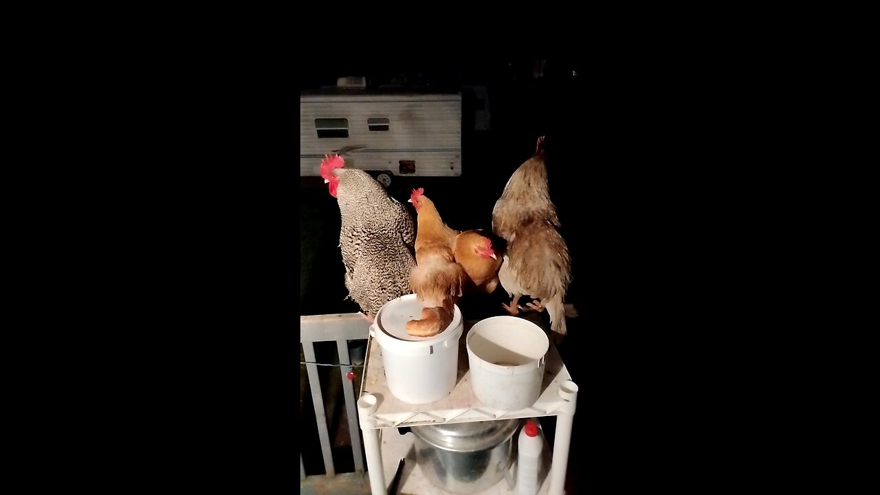 Chickens in the rain