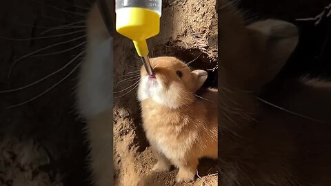 The little rabbit came out of the hole to drink water. Cute pet debut plan. Rabbit. Rural cute p