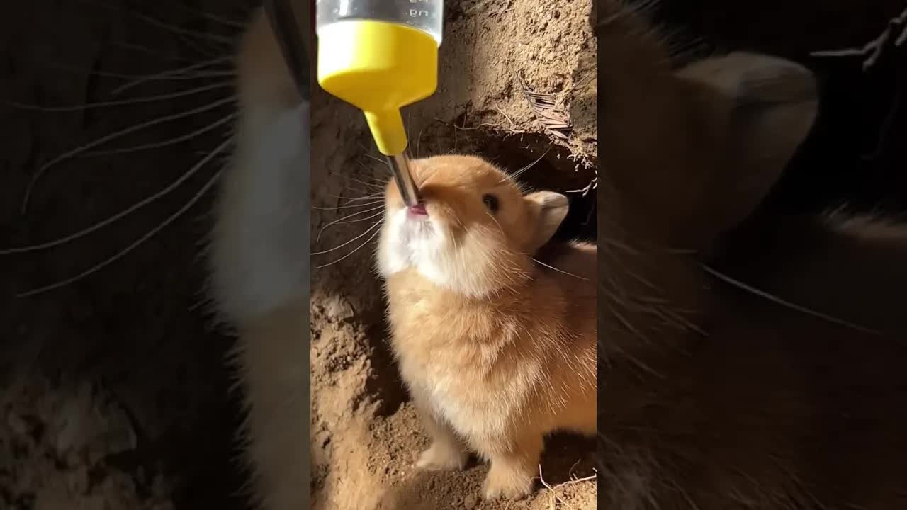 The little rabbit came out of the hole to drink water. Cute pet debut plan. Rabbit. Rural cute p