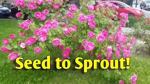 From Pot to Garden: Watch These Seedlings Thrive!