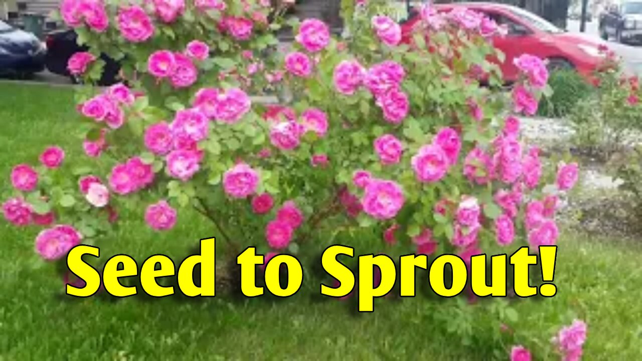 From Pot to Garden: Watch These Seedlings Thrive!