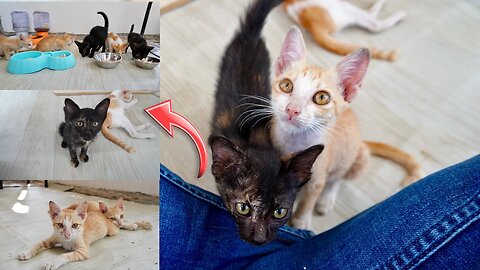 Five Siblings Rescued Kitten eat food and gets medicine!