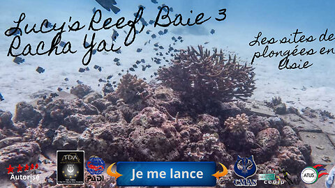 🐠 Lucy's Reef, Baie 3 Racha Yai, Le Sanctuaire du Sable et les Maîtres du Camouflage