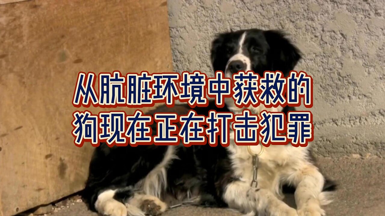 从肮脏环境中获救的狗现在正在打击犯罪