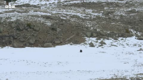 ‎Grizzly Bear vs Scavengers: Who Will Claim The Frozen Prize | Great American Thaw | BBC Earth