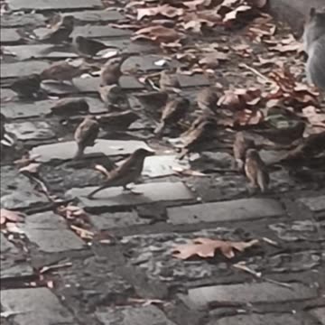 Squirrel and sparrows.