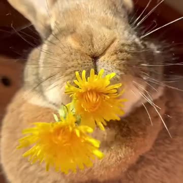 Flower diet