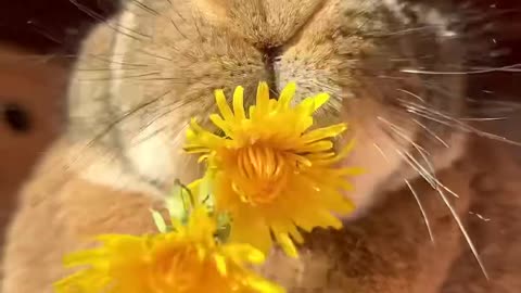 Flower diet