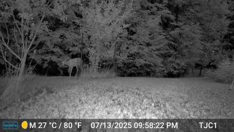 Deer Eating Apple Tree
