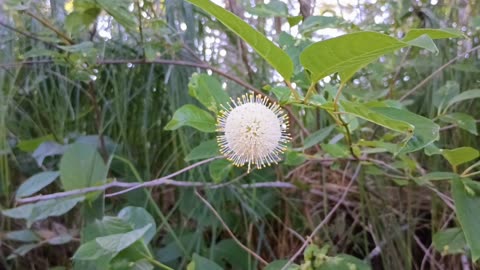 Sugar Shack Buttonbush