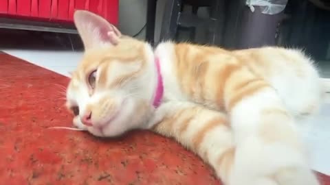 #cat #cuteanimal #funny #cutepet