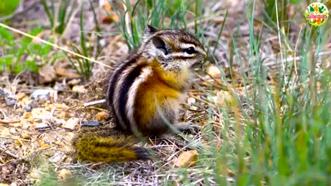 Cute Kittens Playing with Puppies_ Bunnies_ Ducklings _ Hamsters _ Adorable Cat Meowing Sounds 🐱🐶🐰🐥🐹