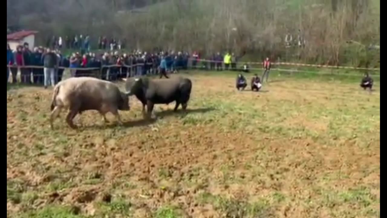Golub od Bakir-Šabi vs Garac od Junuzovića
