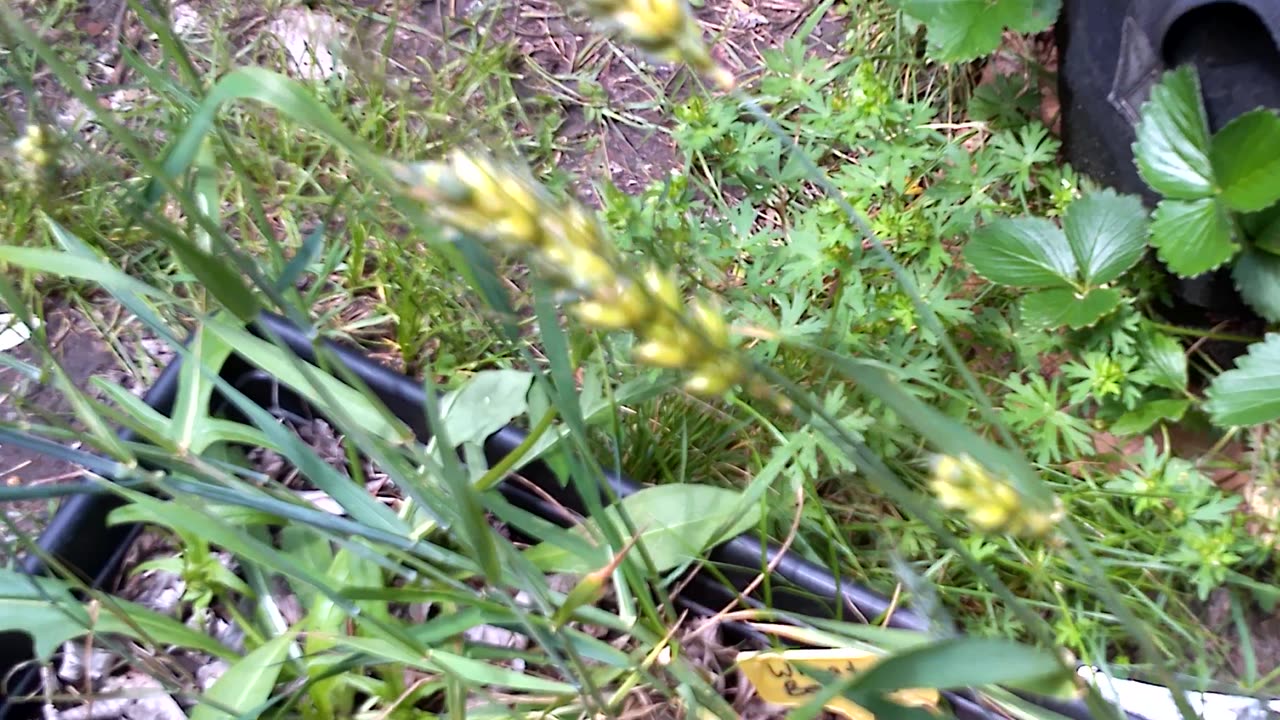 My first good sized garden