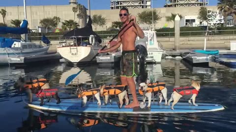 🤣 FUNNIEST Pets from Paris _ French Bulldogs + Poodles 🇫🇷