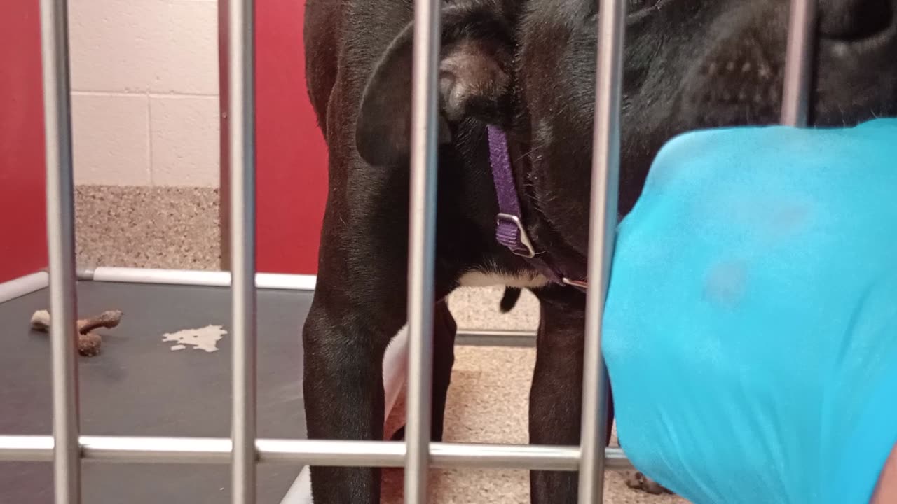 Choo 1y A856908 kennel 11 pod 1 PACC shelter near end he gets anxious gnaws on my fingers20250803545
