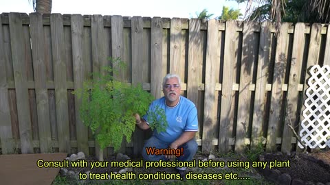 The Moringa Tree Almost killed him!